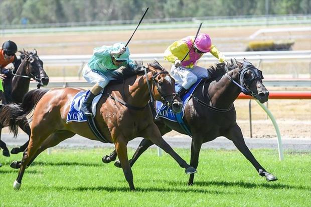 Tower-ing performance from Savabeel gelding